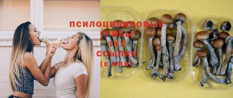 Галлюциногенные грибы Cubensis Касли